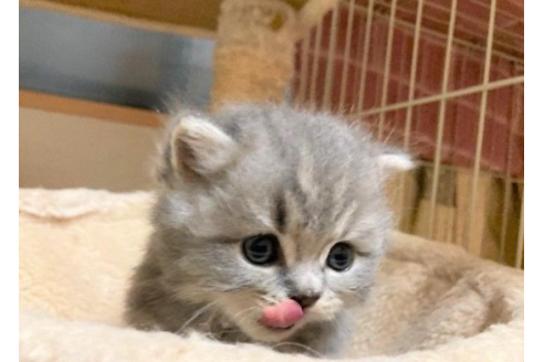 成約済の三重県のスコティッシュフォールド-32465の4枚目
